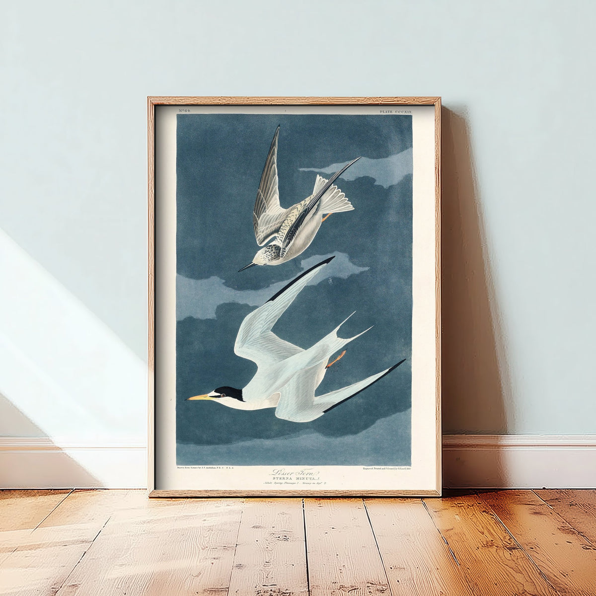 Least Tern - John James Audubon Birds of America - Vintage Ornithology Art Print Poster Illustration