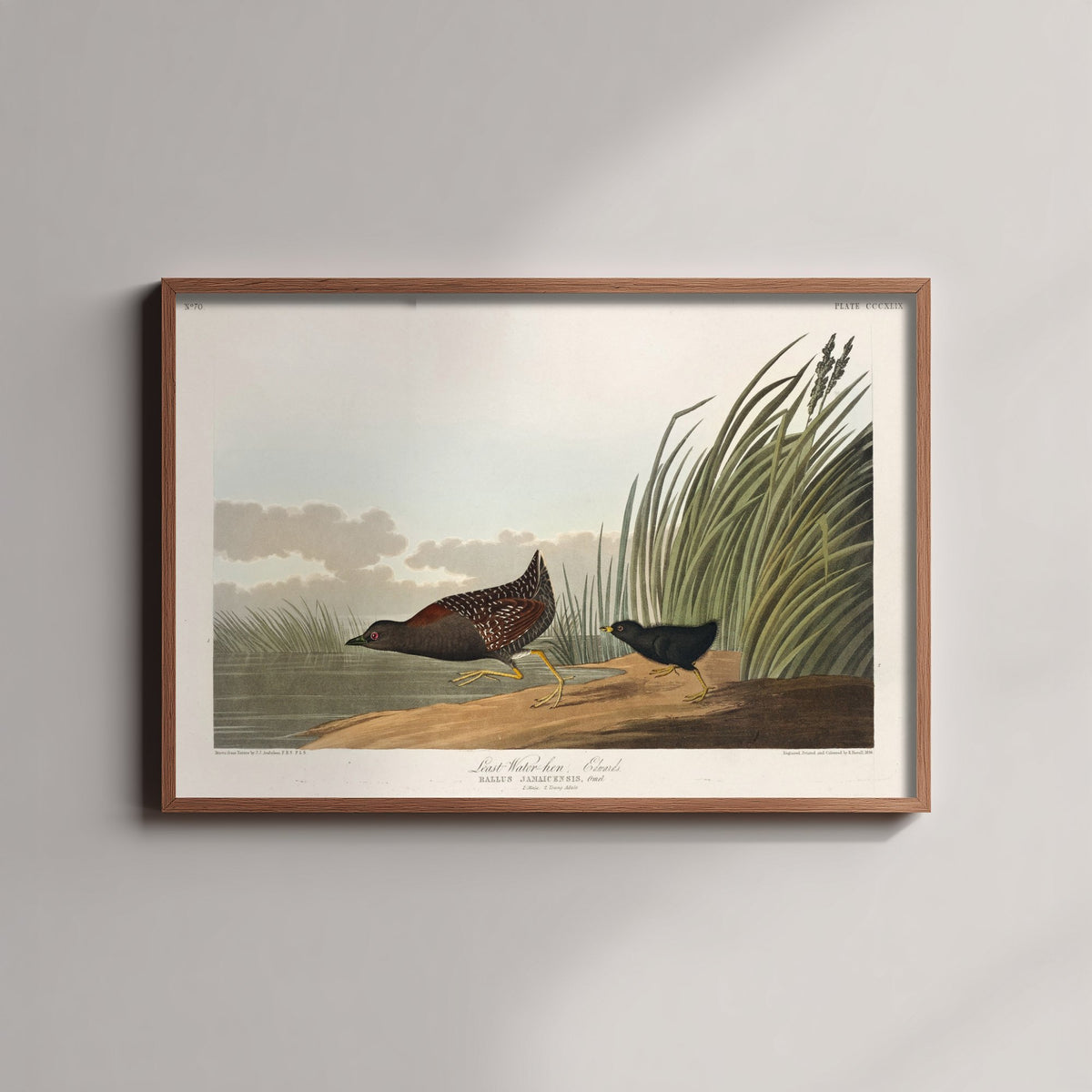 Least Water Rail - John James Audubon Birds of America - Vintage Ornithology Art Print Poster Illustration