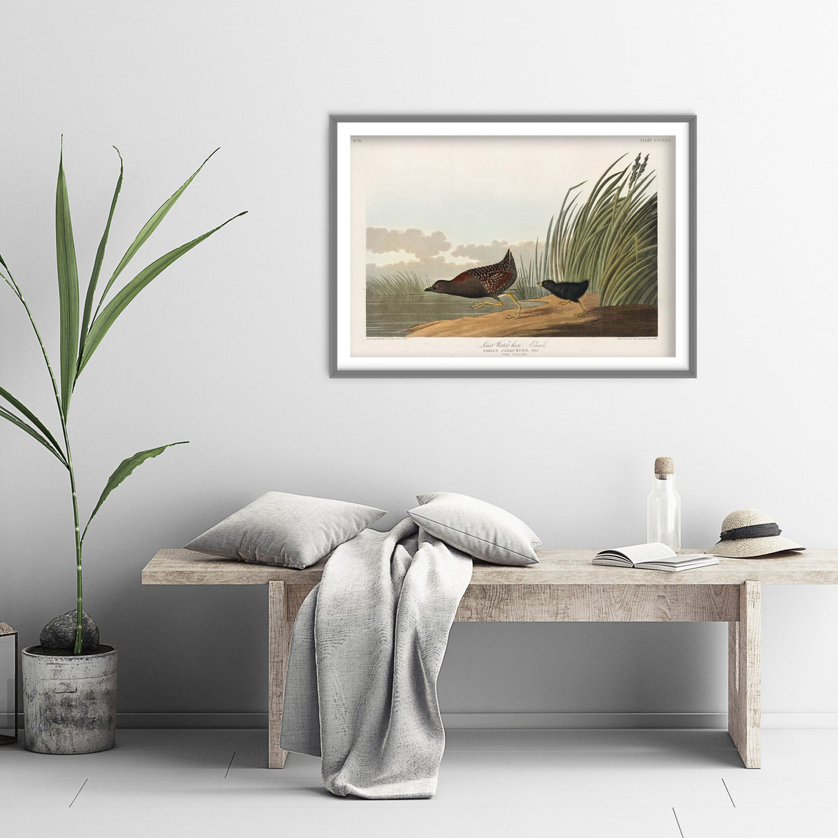Least Water Rail - John James Audubon Birds of America - Vintage Ornithology Art Print Poster Illustration