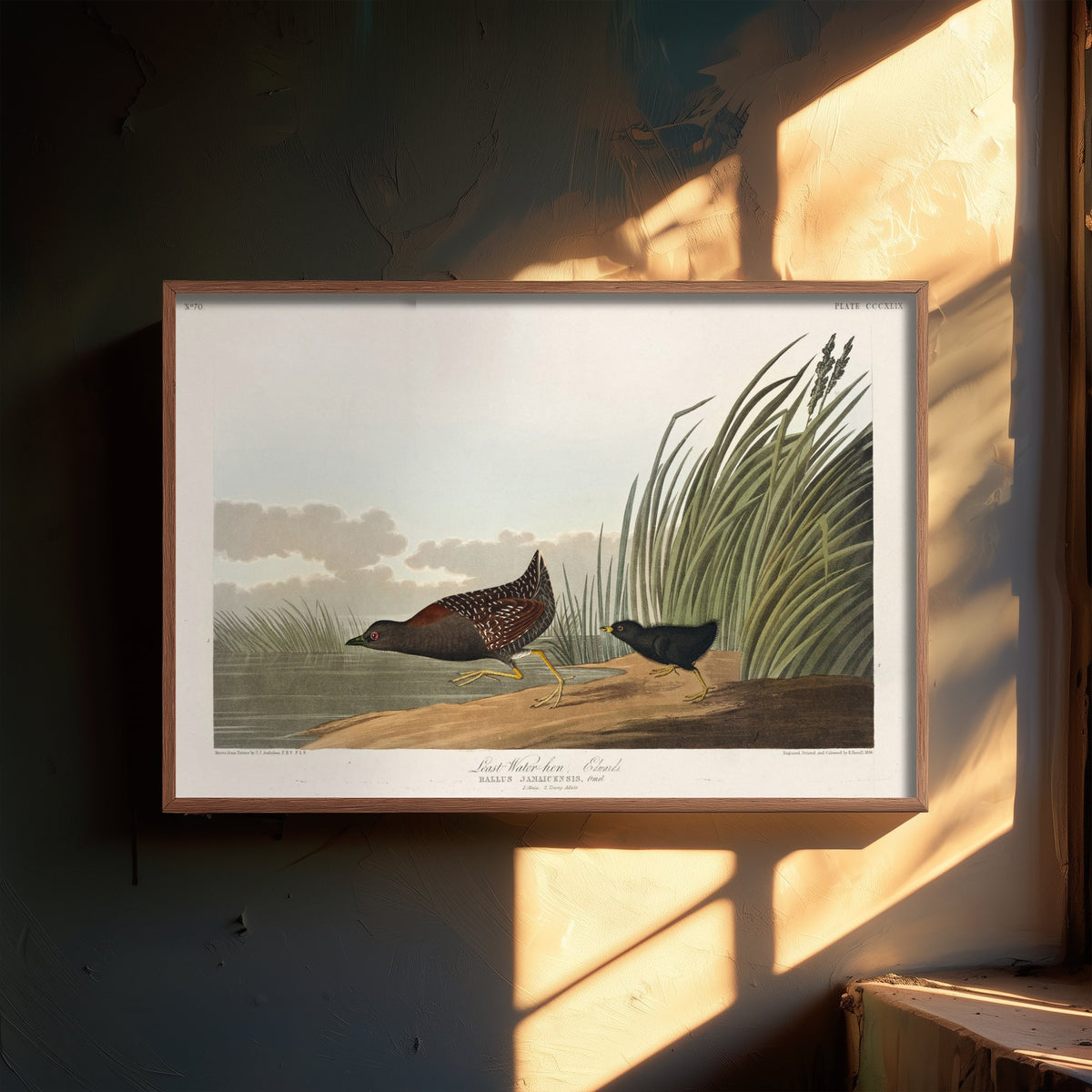 Least Water Rail - John James Audubon Birds of America - Vintage Ornithology Art Print Poster Illustration