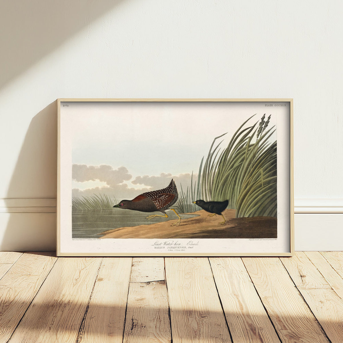 Least Water Rail - John James Audubon Birds of America - Vintage Ornithology Art Print Poster Illustration