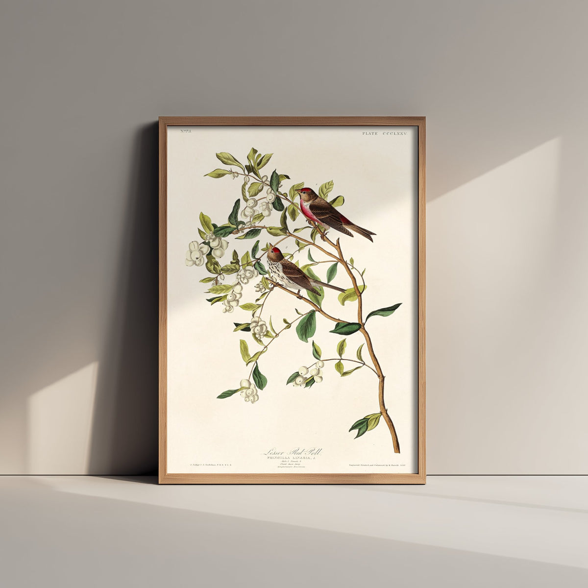 Lesser Redpoll - John James Audubon Birds of America - Vintage Ornithology Art Print Poster Illustration