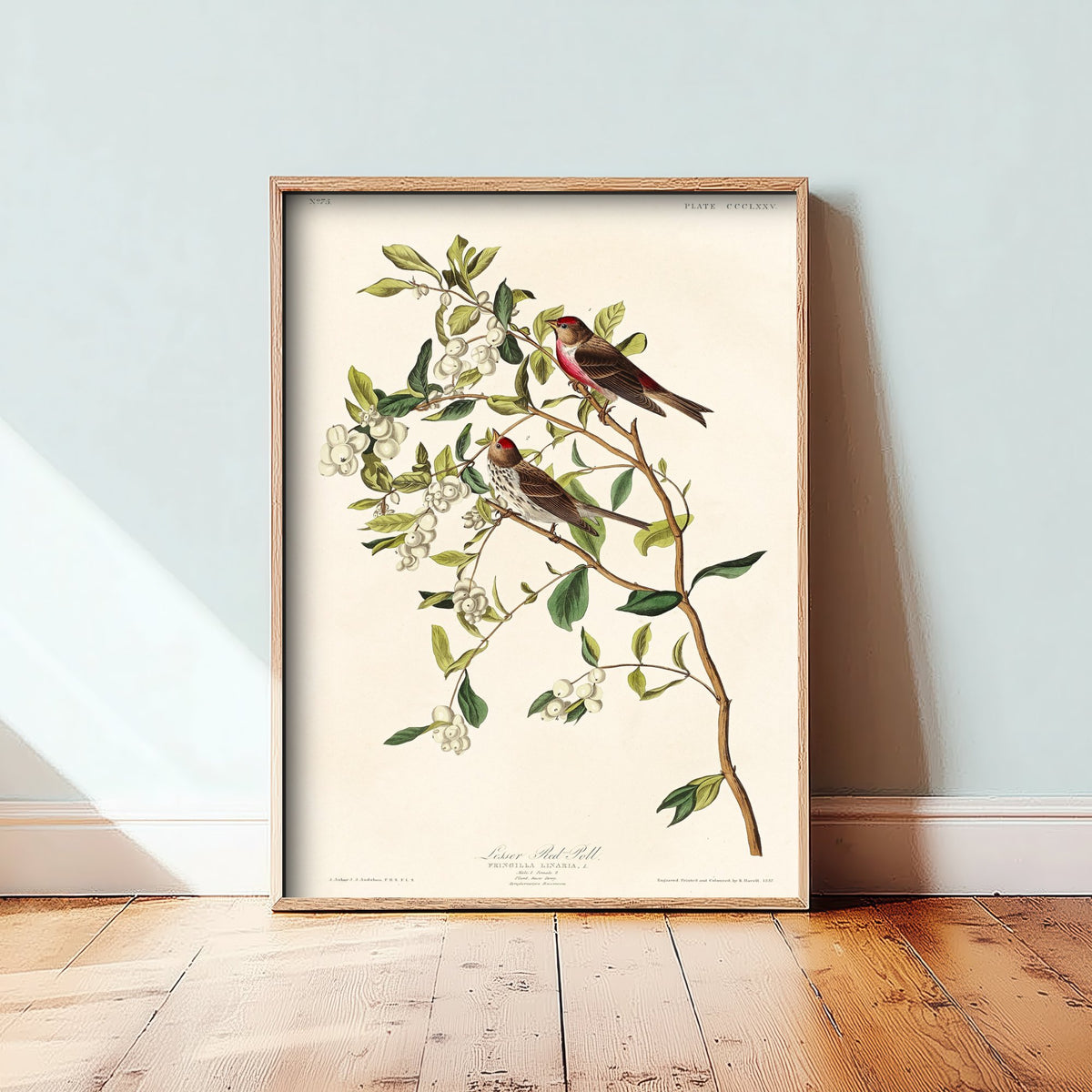 Lesser Redpoll - John James Audubon Birds of America - Vintage Ornithology Art Print Poster Illustration