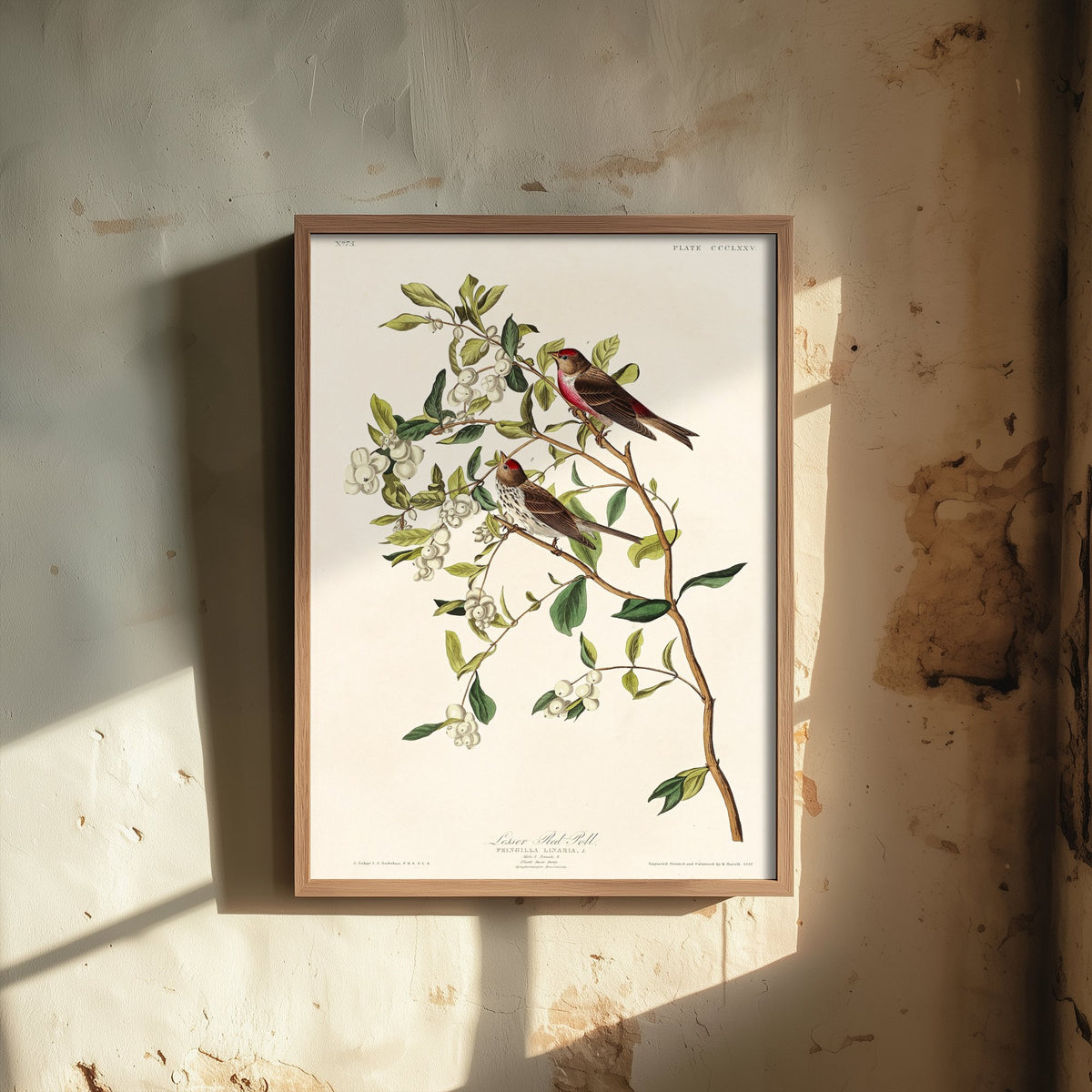 Lesser Redpoll - John James Audubon Birds of America - Vintage Ornithology Art Print Poster Illustration