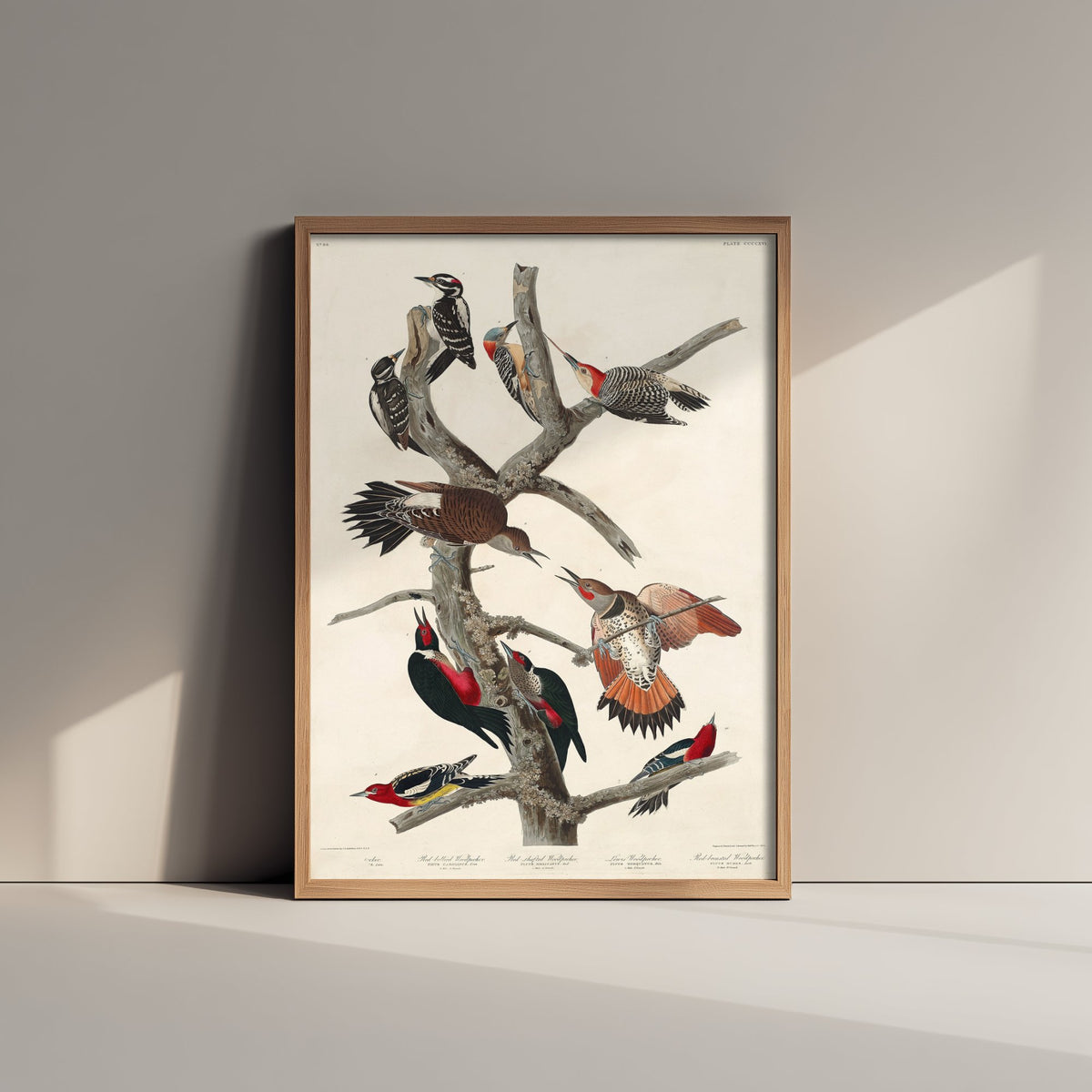 Lewis's Woodpecker Art Print - John James Audubon Birds of America - Vintage Ornithology Poster Illustration