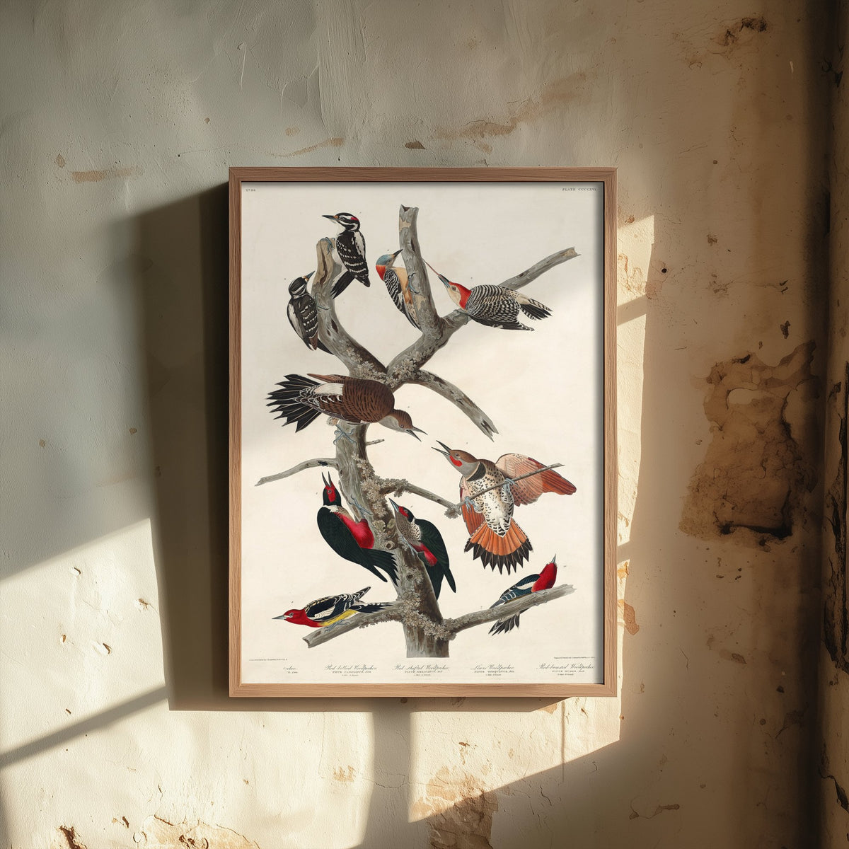 Lewis's Woodpecker Art Print - John James Audubon Birds of America - Vintage Ornithology Poster Illustration