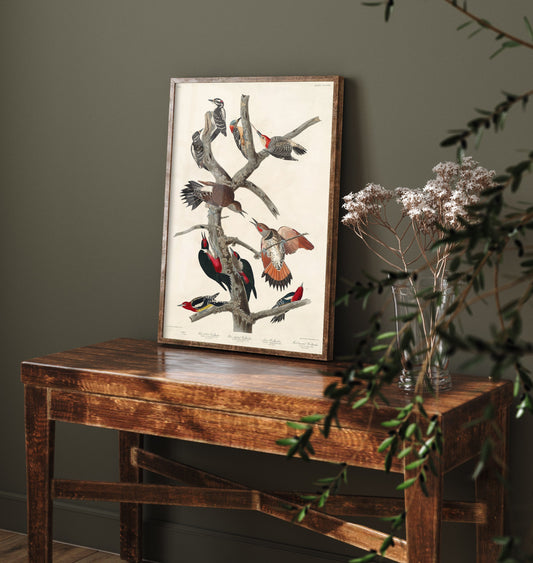 Lewis's Woodpecker Art Print - John James Audubon Birds of America - Vintage Ornithology Poster Illustration