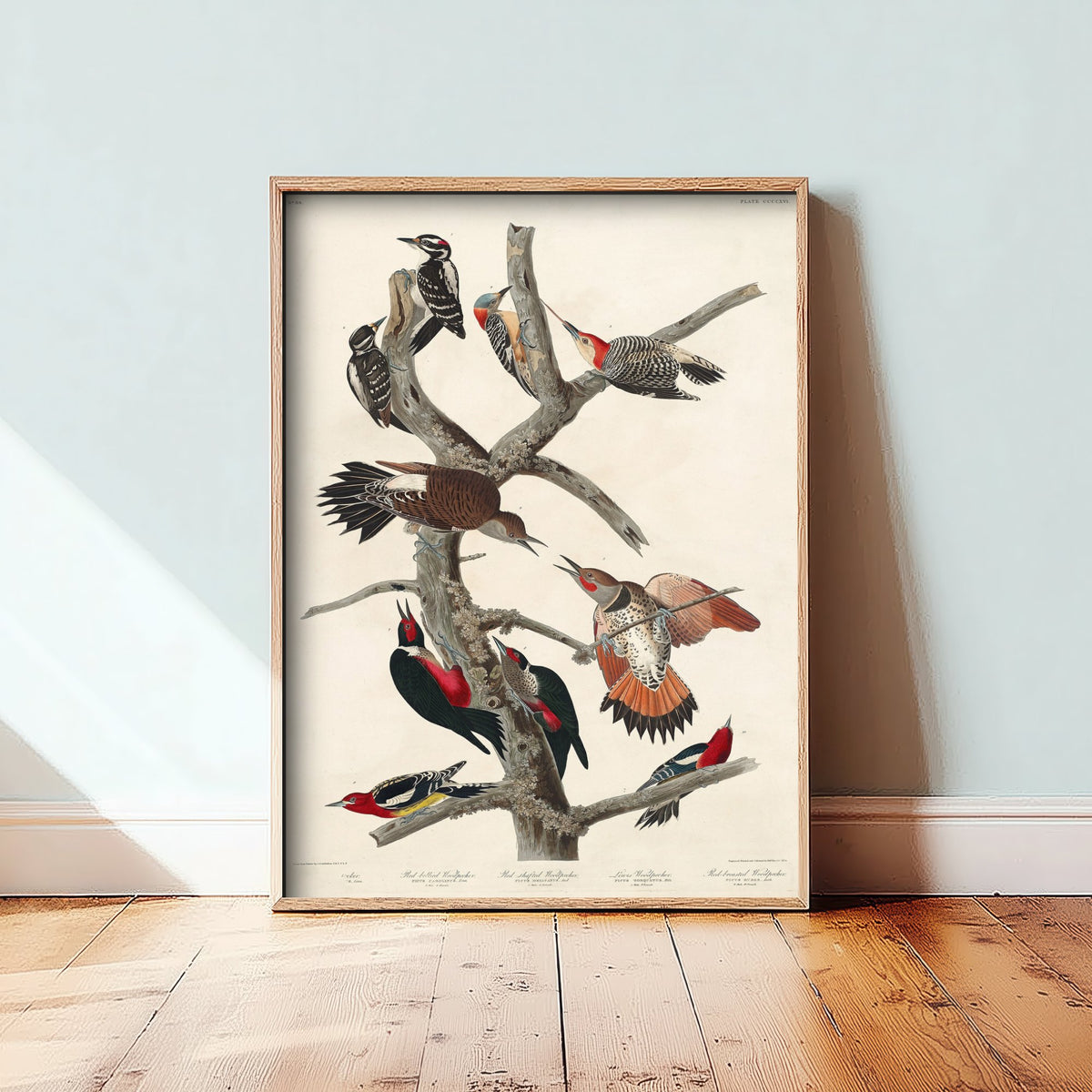 Lewis's Woodpecker Art Print - John James Audubon Birds of America - Vintage Ornithology Poster Illustration