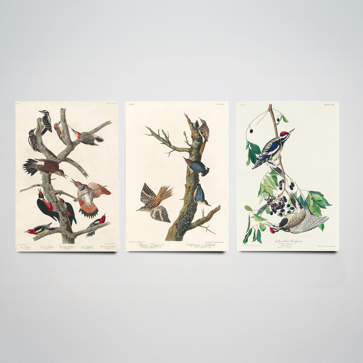 Set of Three John James Audubon Prints - Lewis Woodpecker Brown Creeper Yellow-bellied Woodpecker - 3 Bird Paintings Poster Wall Art
