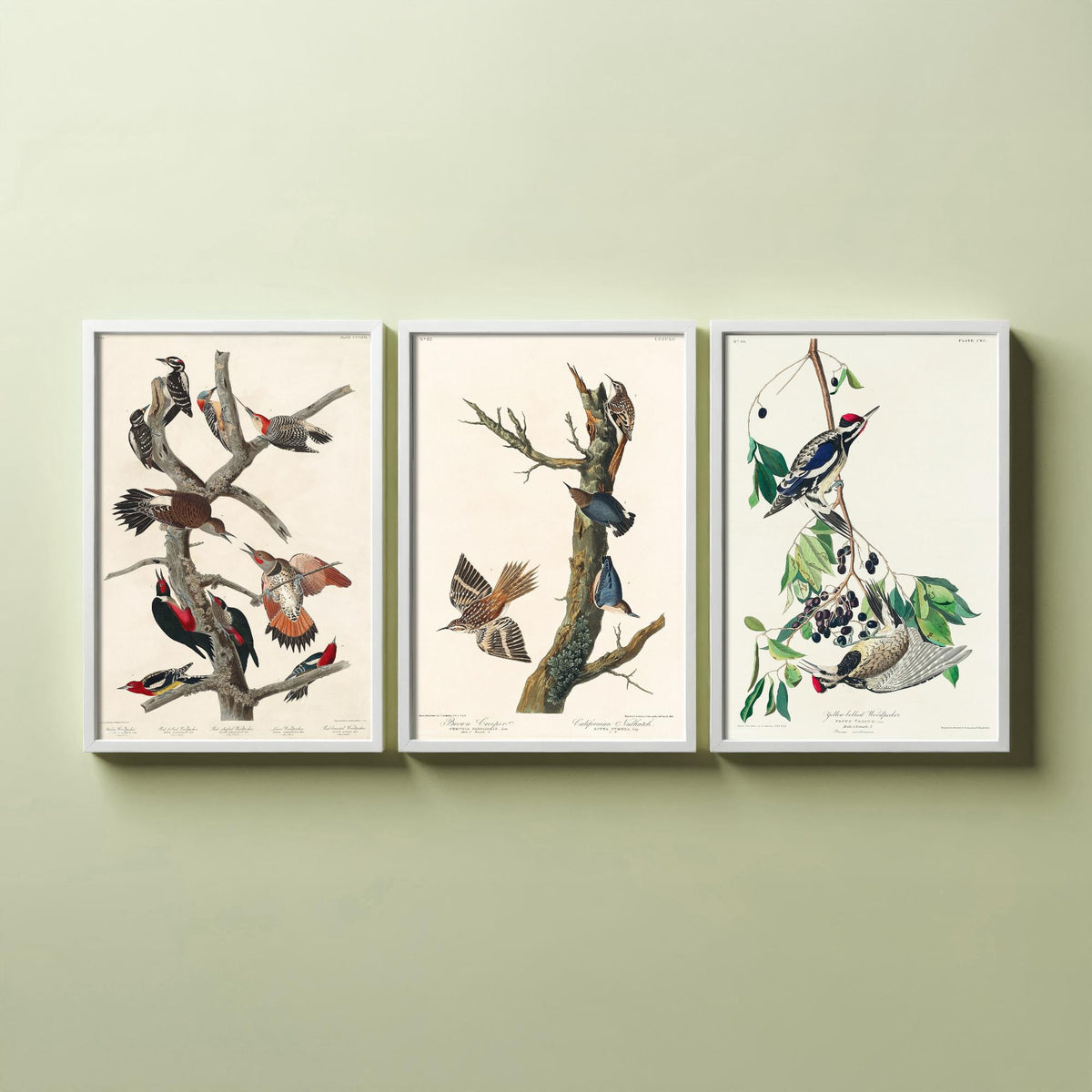 Set of Three John James Audubon Prints - Lewis Woodpecker Brown Creeper Yellow-bellied Woodpecker - 3 Bird Paintings Poster Wall Art