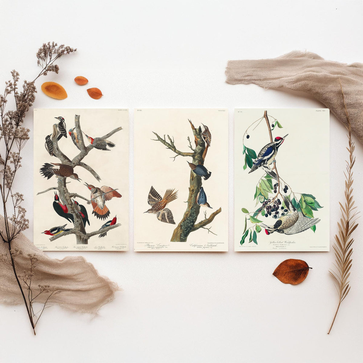 Set of Three John James Audubon Prints - Lewis Woodpecker Brown Creeper Yellow-bellied Woodpecker - 3 Bird Paintings Poster Wall Art
