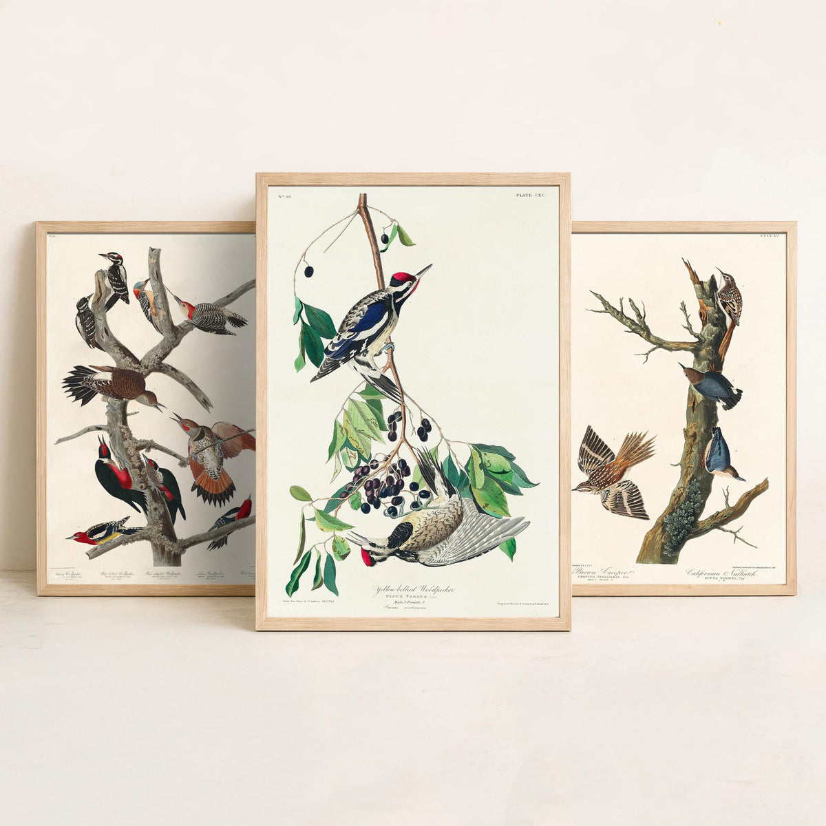 Set of Three John James Audubon Prints - Lewis Woodpecker Brown Creeper Yellow-bellied Woodpecker - 3 Bird Paintings Poster Wall Art