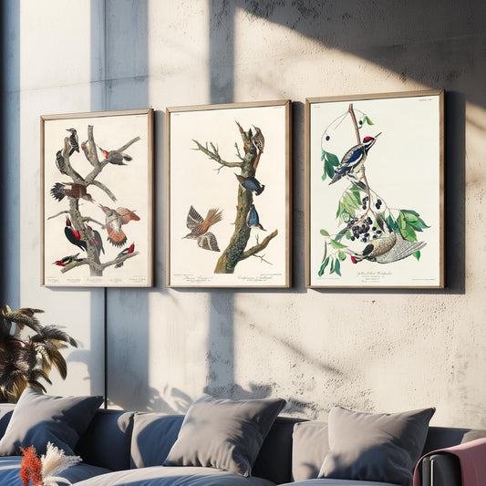 Set of Three John James Audubon Prints - Lewis Woodpecker Brown Creeper Yellow-bellied Woodpecker - 3 Bird Paintings Poster Wall Art