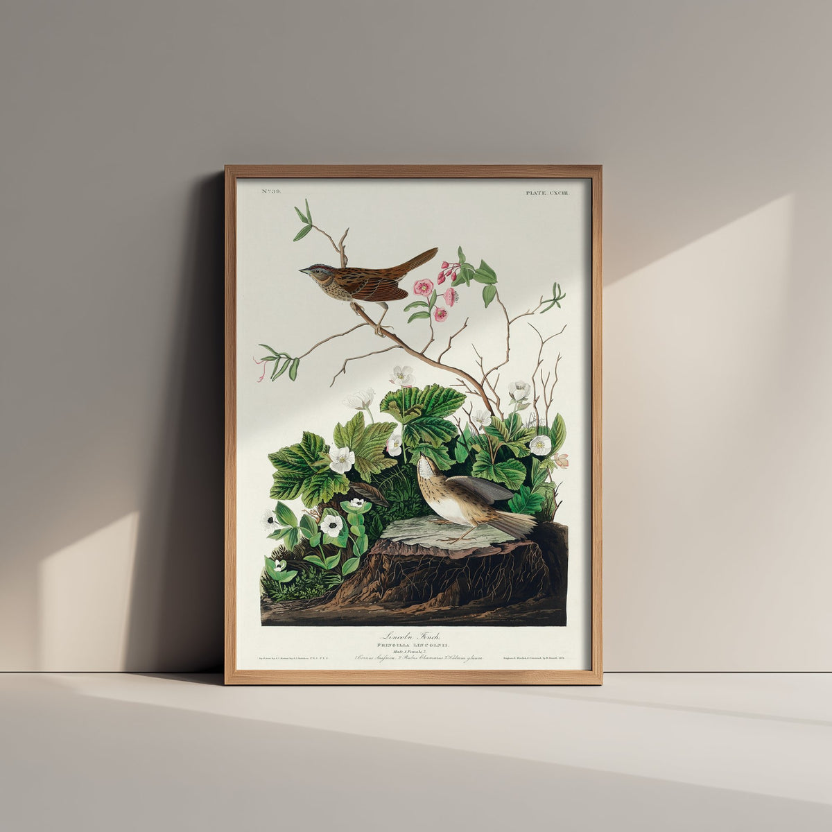 Lincoln's Sparrow Art Print - John James Audubon Birds of America - Vintage Ornithology Poster Illustration