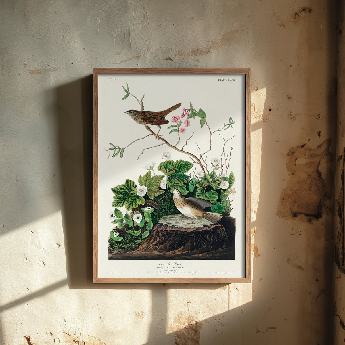Lincoln's Sparrow Art Print - John James Audubon Birds of America - Vintage Ornithology Poster Illustration
