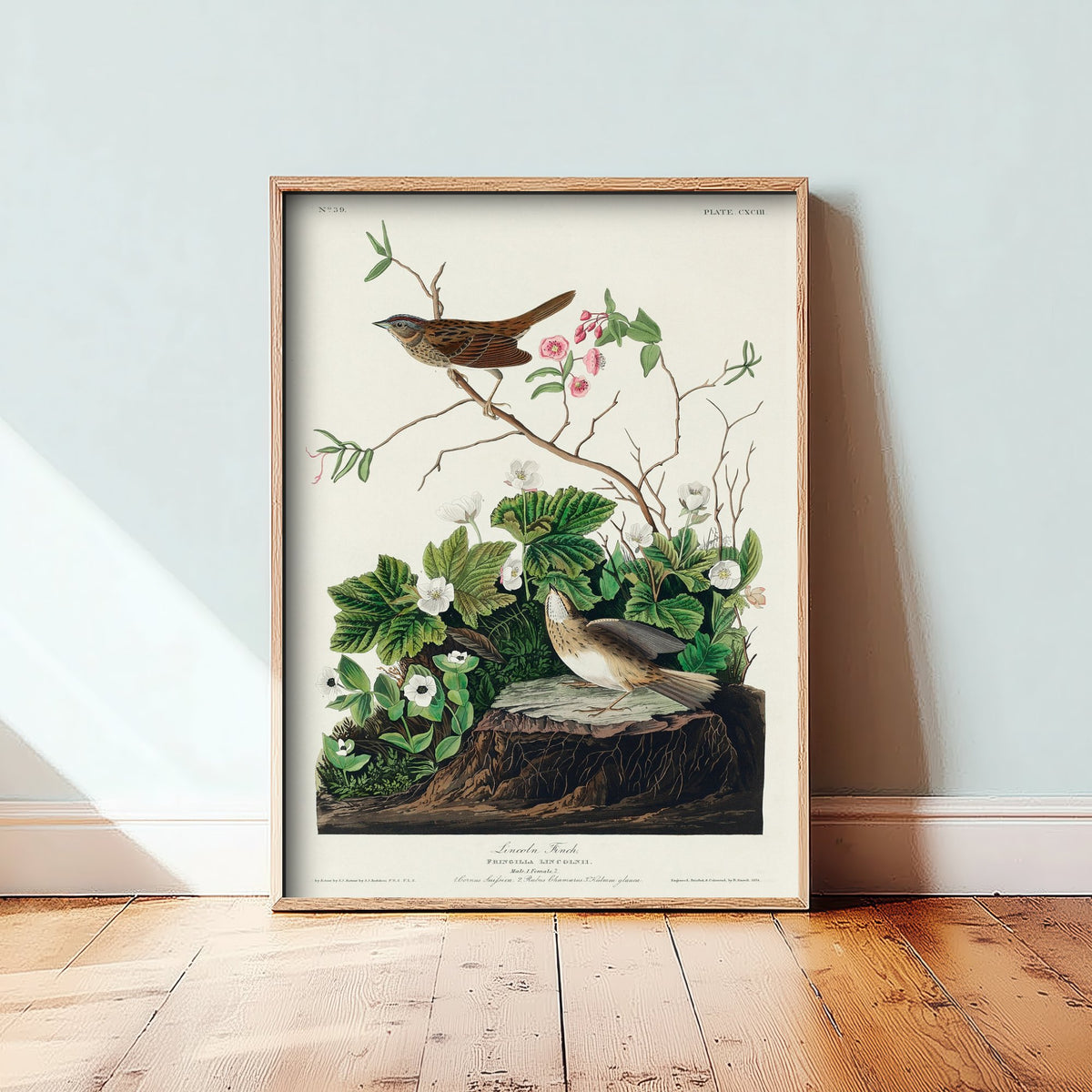 Lincoln's Sparrow Art Print - John James Audubon Birds of America - Vintage Ornithology Poster Illustration