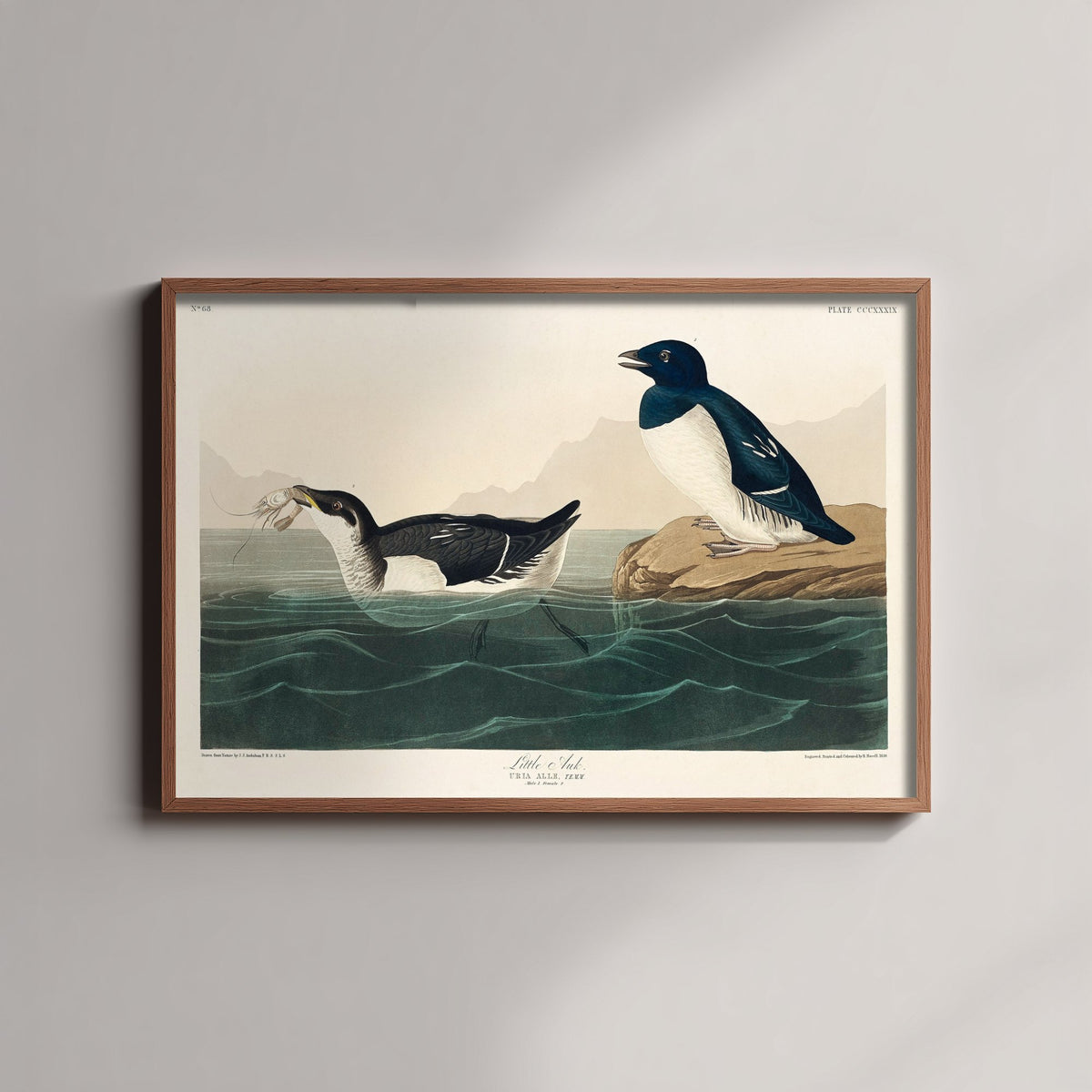Dovekie Little Auk Art Print - John James Audubon Birds of America - Vintage Bird Poster Illustration