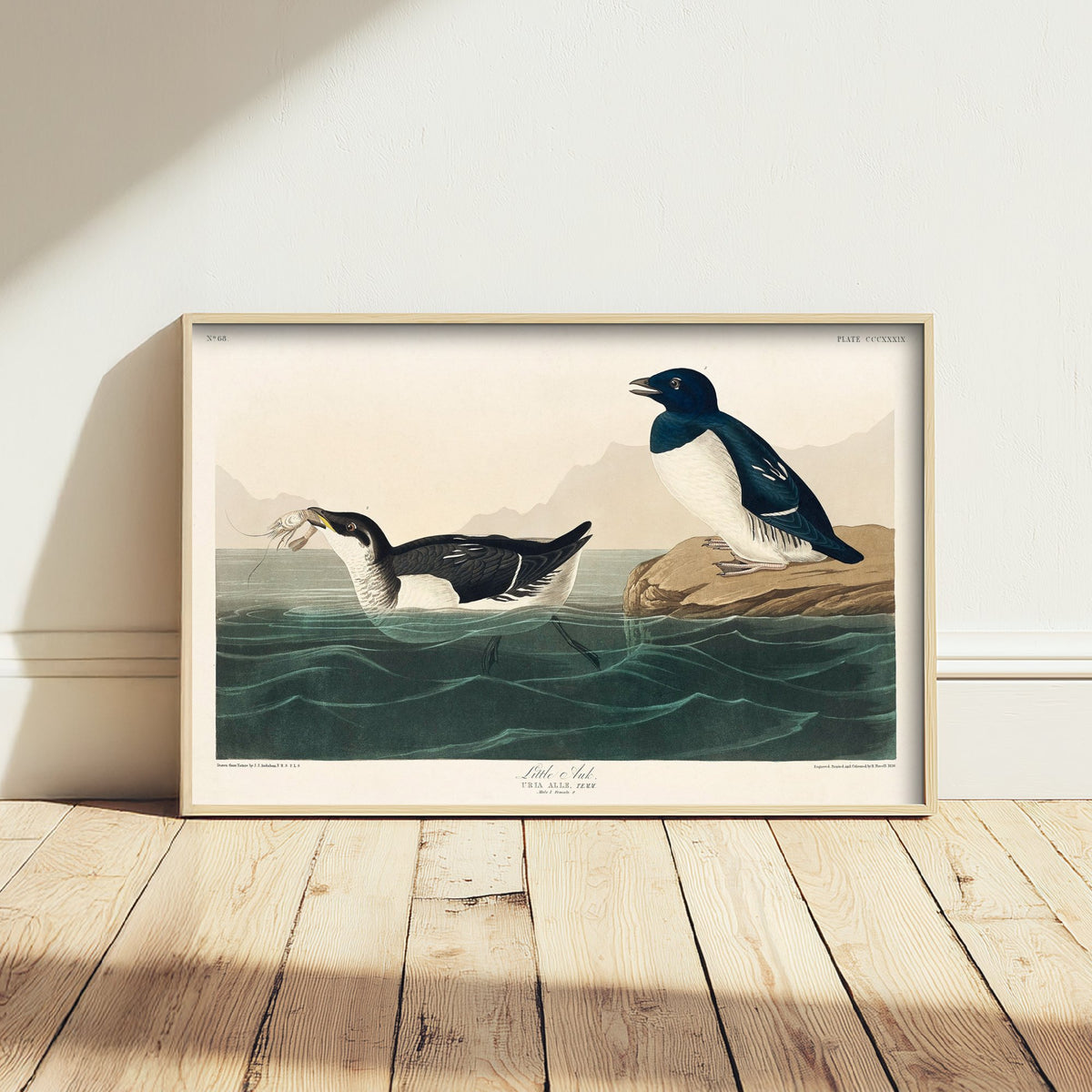 Dovekie Little Auk Art Print - John James Audubon Birds of America - Vintage Bird Poster Illustration