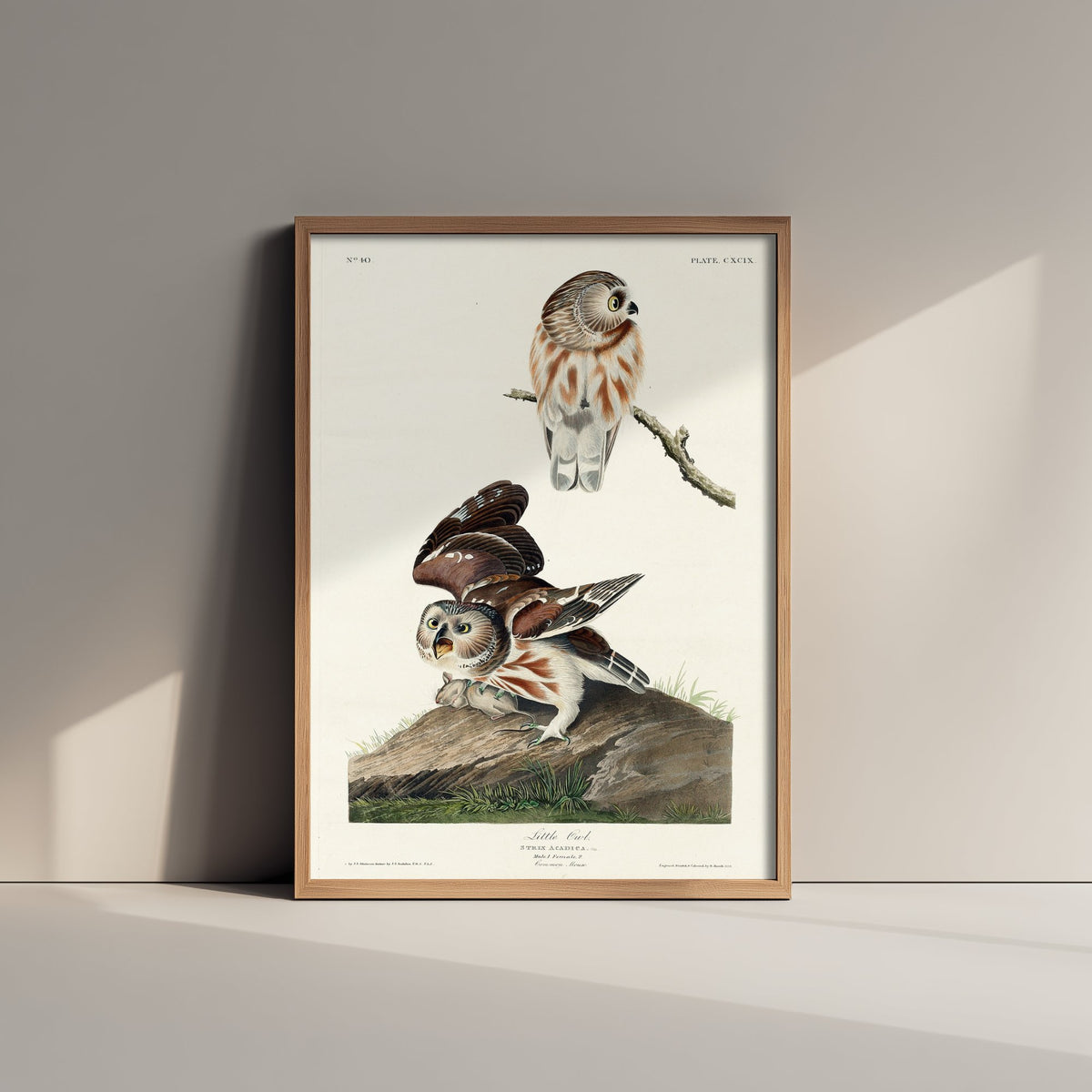 Northern Saw-whet Owl Art Print - John James Audubon Birds of America - Vintage Ornithology Poster Illustration