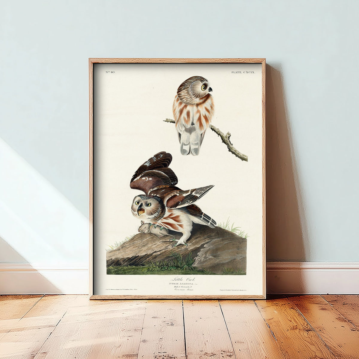 Northern Saw-whet Owl Art Print - John James Audubon Birds of America - Vintage Ornithology Poster Illustration