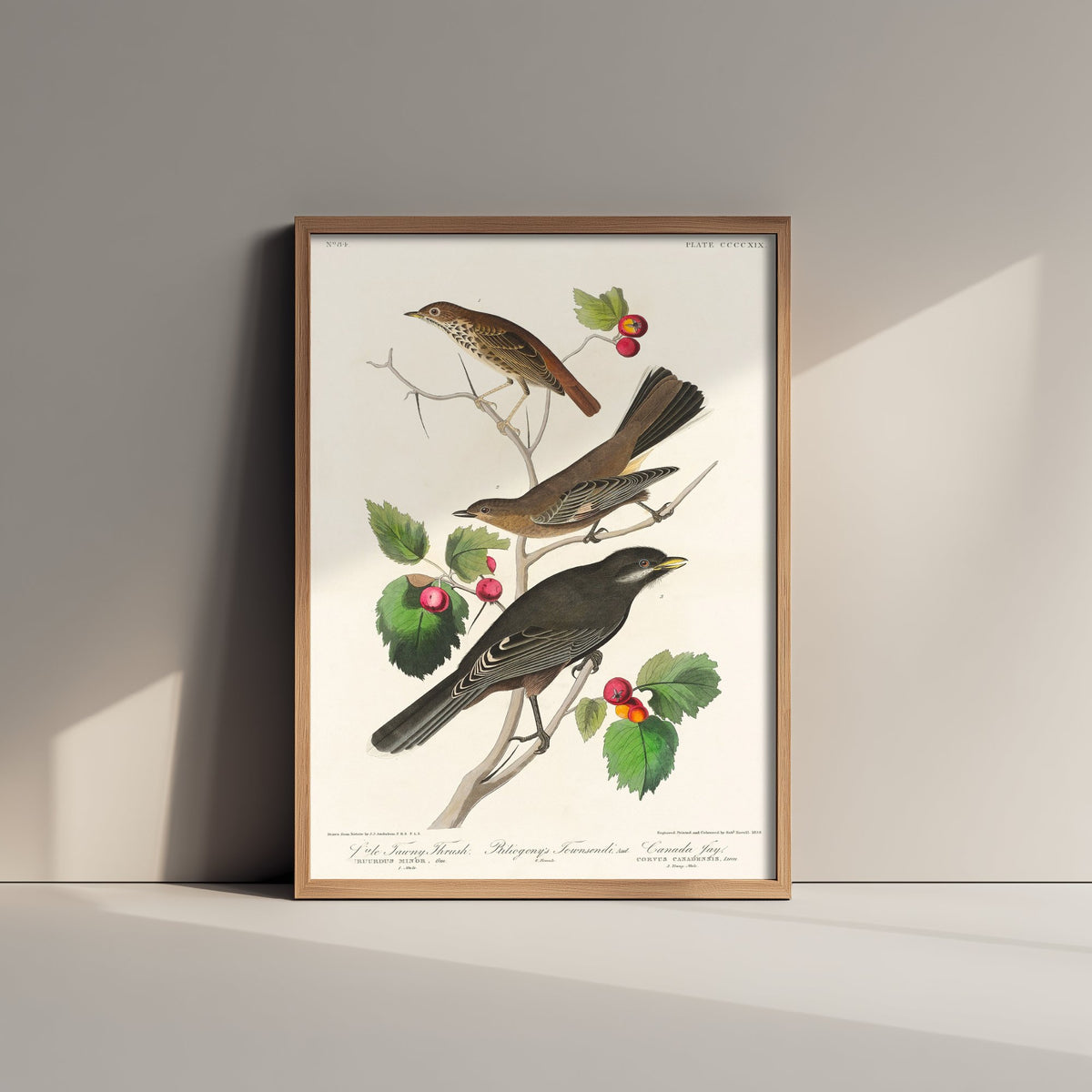 Veery Thrush Art Print - John James Audubon Birds of America - Vintage Ornithology Poster Illustration