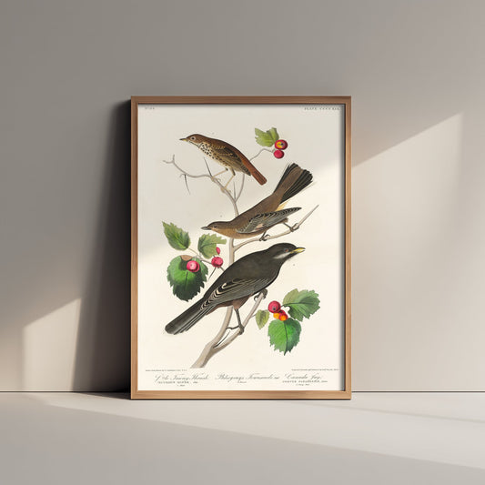 Veery Thrush Art Print - John James Audubon Birds of America - Vintage Ornithology Poster Illustration