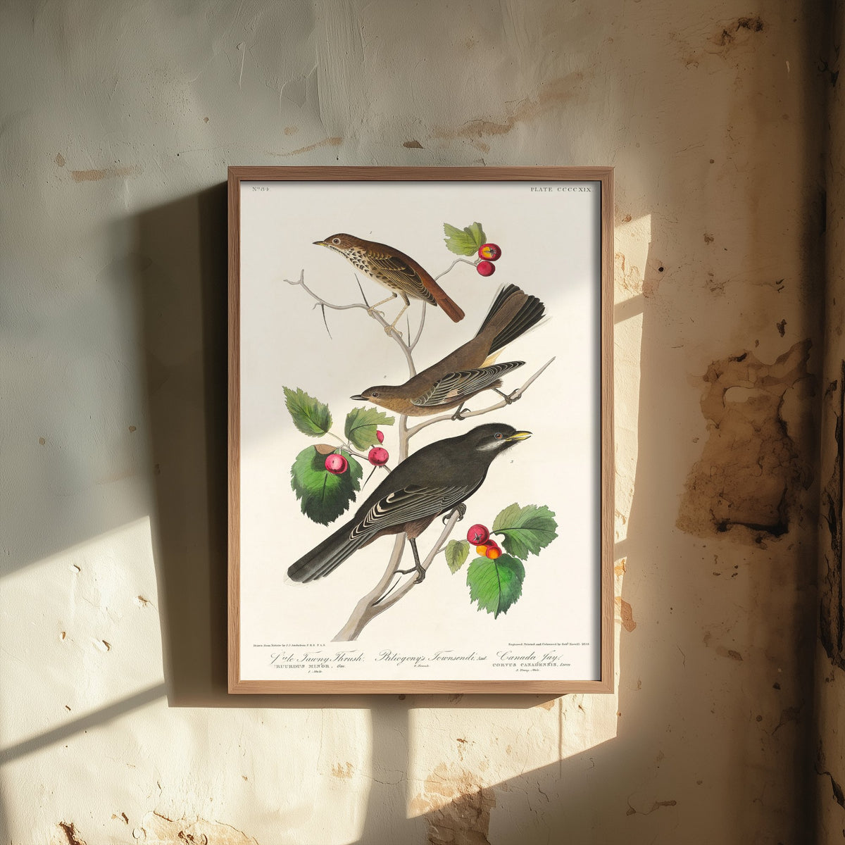 Veery Thrush Art Print - John James Audubon Birds of America - Vintage Ornithology Poster Illustration