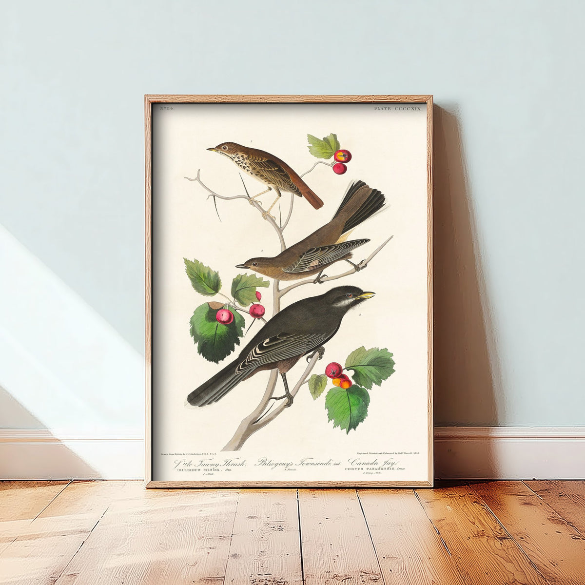 Veery Thrush Art Print - John James Audubon Birds of America - Vintage Ornithology Poster Illustration