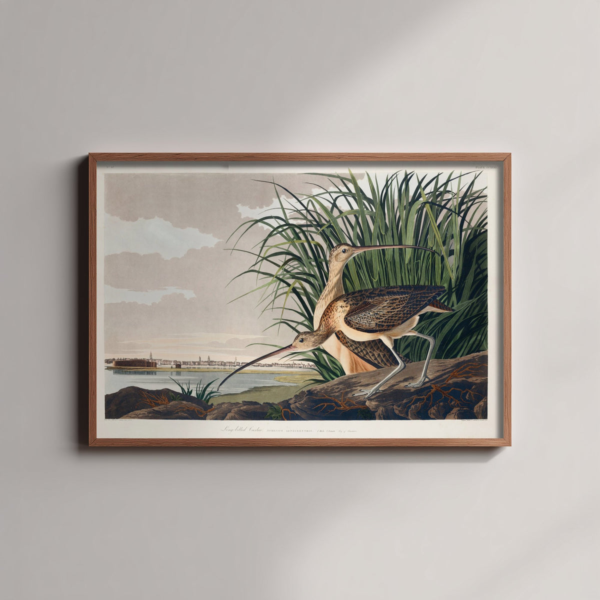 Long-billed Curlew Art Print - John James Audubon Birds of America - Vintage Ornithology Poster Illustration