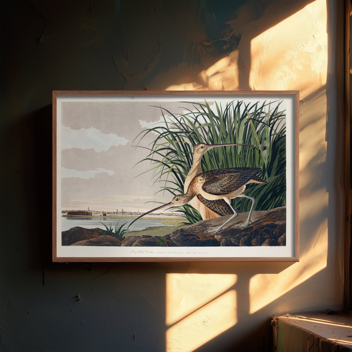 Long-billed Curlew Art Print - John James Audubon Birds of America - Vintage Ornithology Poster Illustration
