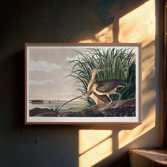Long-billed Curlew Art Print - John James Audubon Birds of America - Vintage Ornithology Poster Illustration