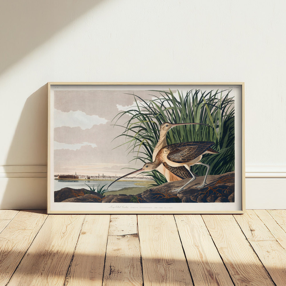 Long-billed Curlew Art Print - John James Audubon Birds of America - Vintage Ornithology Poster Illustration