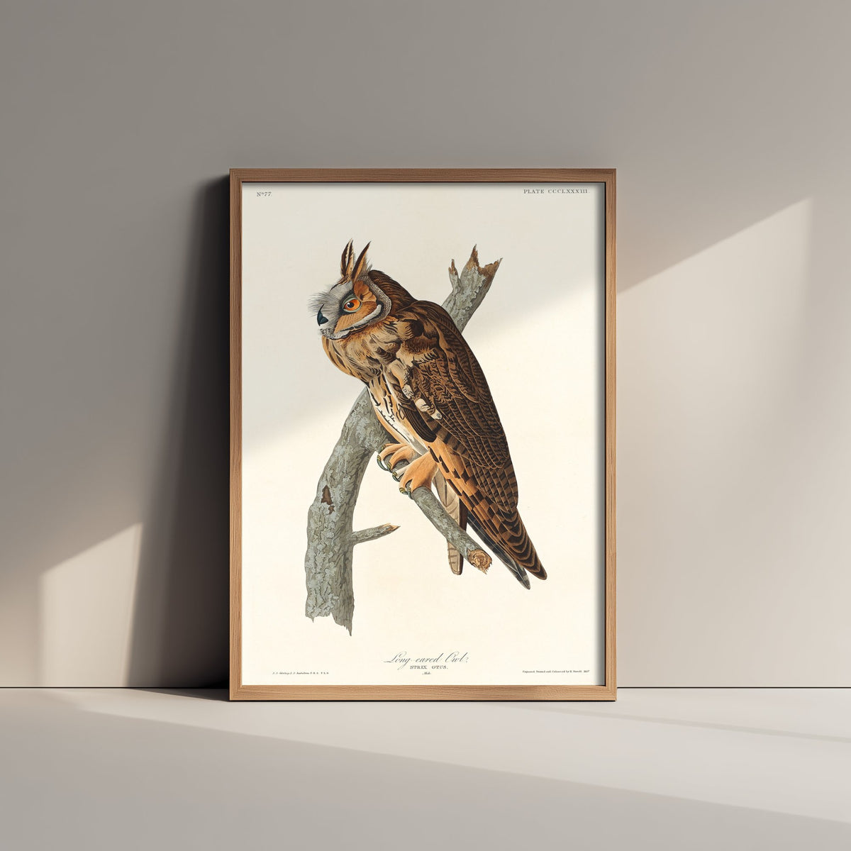 Long-eared Owl Art Print - John James Audubon Birds of America - Vintage Ornithology Poster Illustration
