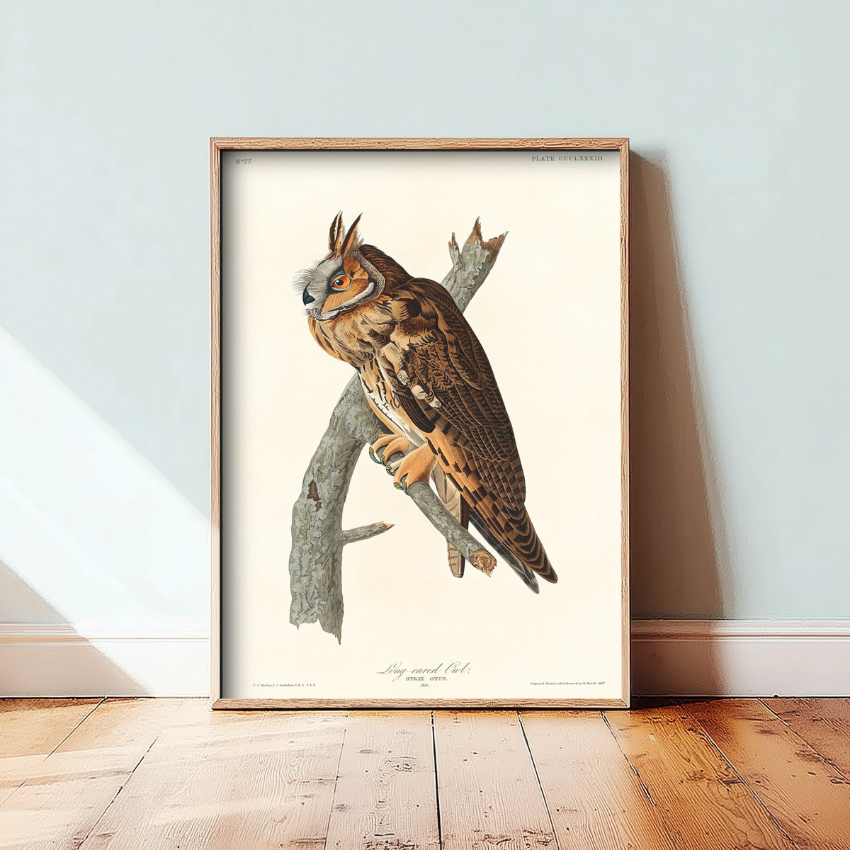 Long-eared Owl Art Print - John James Audubon Birds of America - Vintage Ornithology Poster Illustration