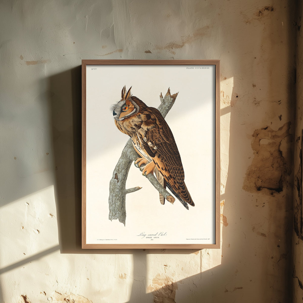 Long-eared Owl Art Print - John James Audubon Birds of America - Vintage Ornithology Poster Illustration