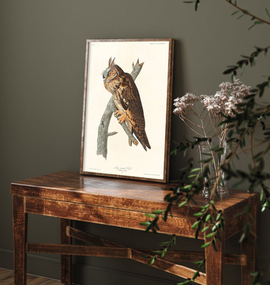 Long-eared Owl Art Print - John James Audubon Birds of America - Vintage Ornithology Poster Illustration