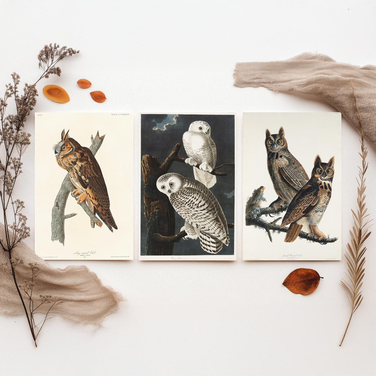 Set of Three John James Audubon Prints - Long-eared Owl Snowy Owl Great Horned Owl - 3 Bird Paintings Poster Wall Art Gift Vintage