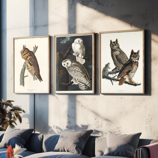 Set of Three John James Audubon Prints - Long-eared Owl Snowy Owl Great Horned Owl - 3 Bird Paintings Poster Wall Art Gift Vintage
