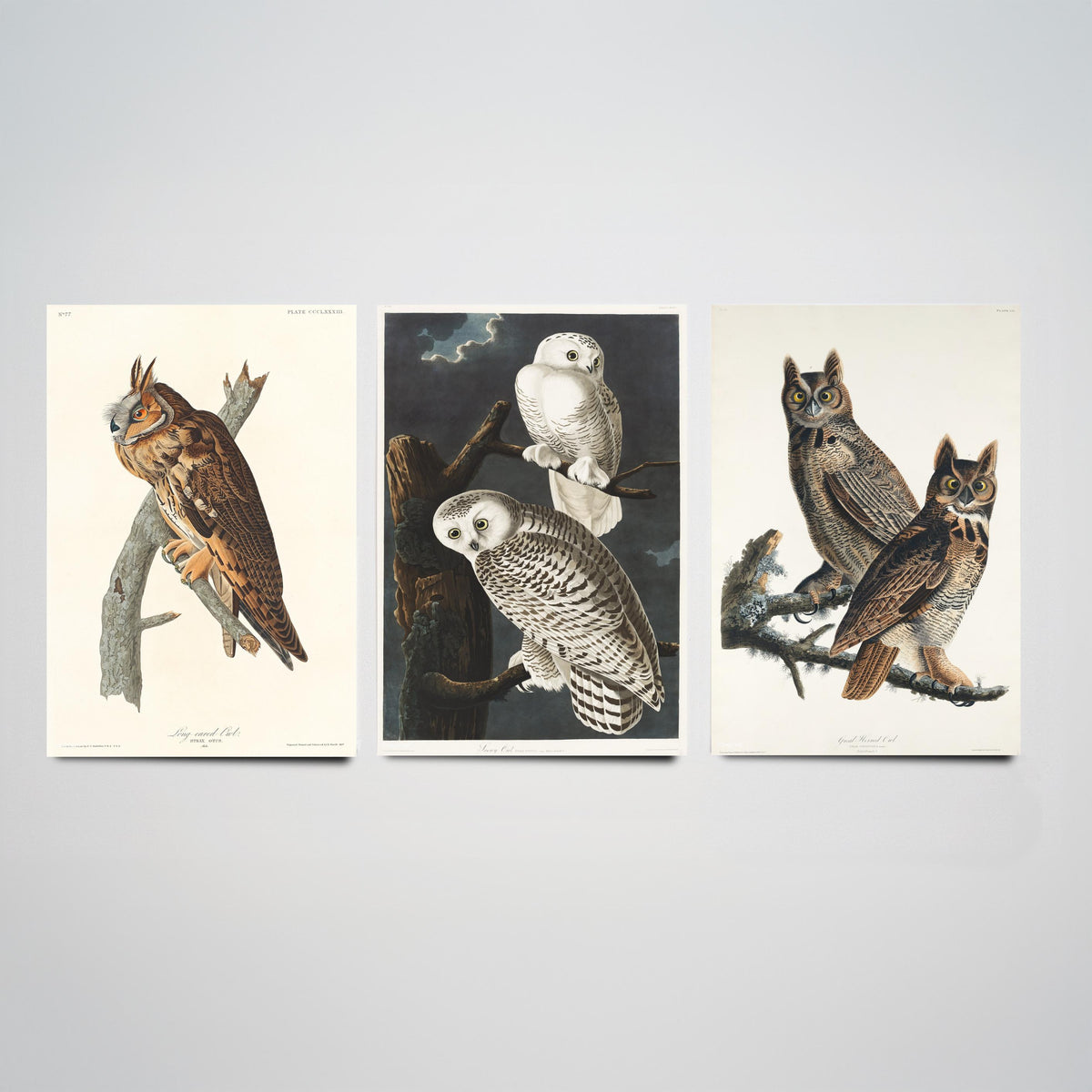 Set of Three John James Audubon Prints - Long-eared Owl Snowy Owl Great Horned Owl - 3 Bird Paintings Poster Wall Art Gift Vintage