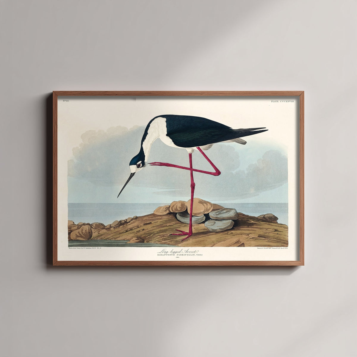 Black-necked Stilt Art Print - John James Audubon Birds of America - Vintage Ornithology Poster Illustration