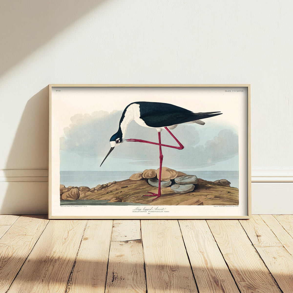Black-necked Stilt Art Print - John James Audubon Birds of America - Vintage Ornithology Poster Illustration