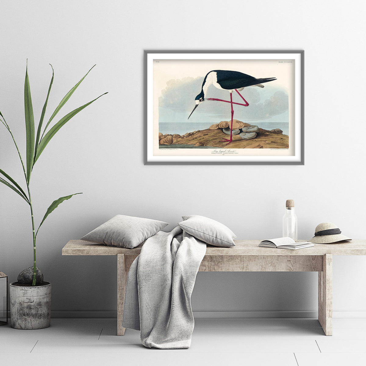 Black-necked Stilt Art Print - John James Audubon Birds of America - Vintage Ornithology Poster Illustration