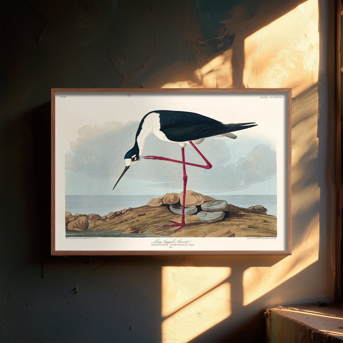 Black-necked Stilt Art Print - John James Audubon Birds of America - Vintage Ornithology Poster Illustration