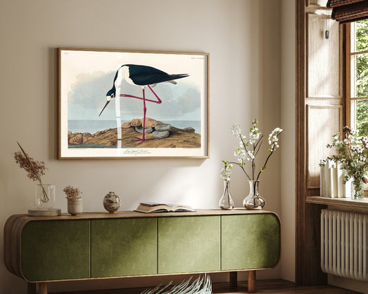 Black-necked Stilt Art Print - John James Audubon Birds of America - Vintage Ornithology Poster Illustration
