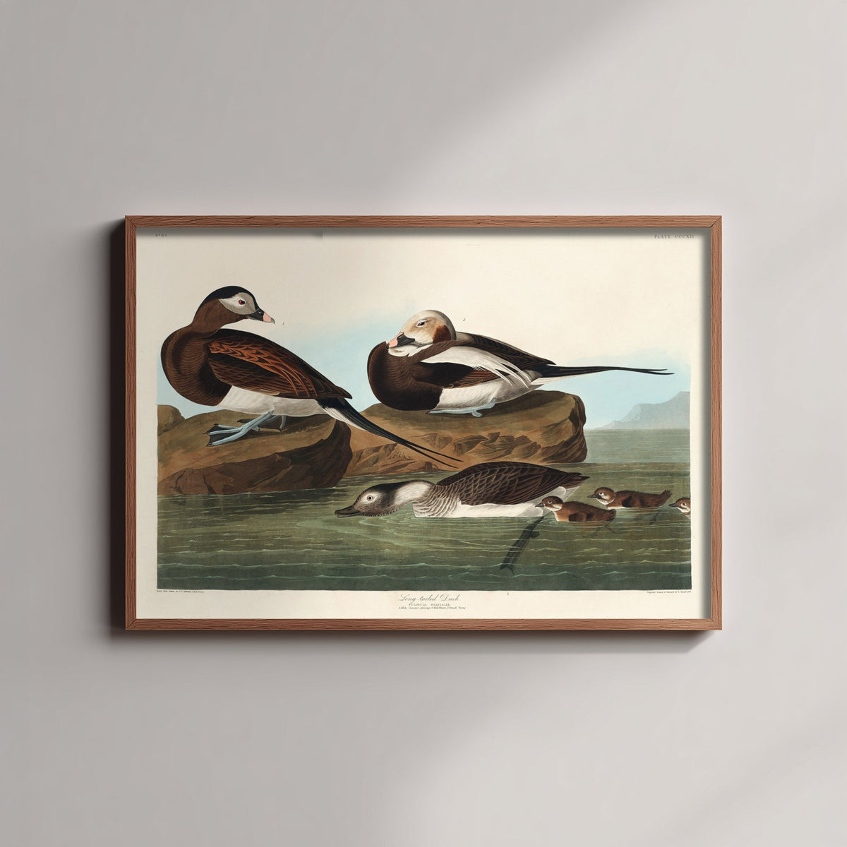 Long-tailed Duck Art Print - John James Audubon Birds of America - Vintage Ornithology Poster Illustration