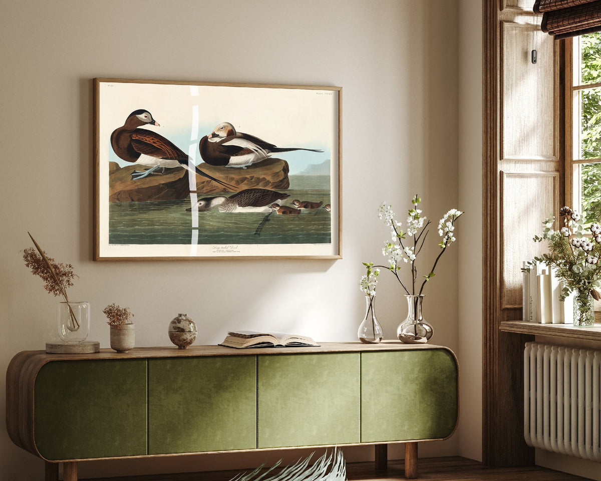 Long-tailed Duck Art Print - John James Audubon Birds of America - Vintage Ornithology Poster Illustration