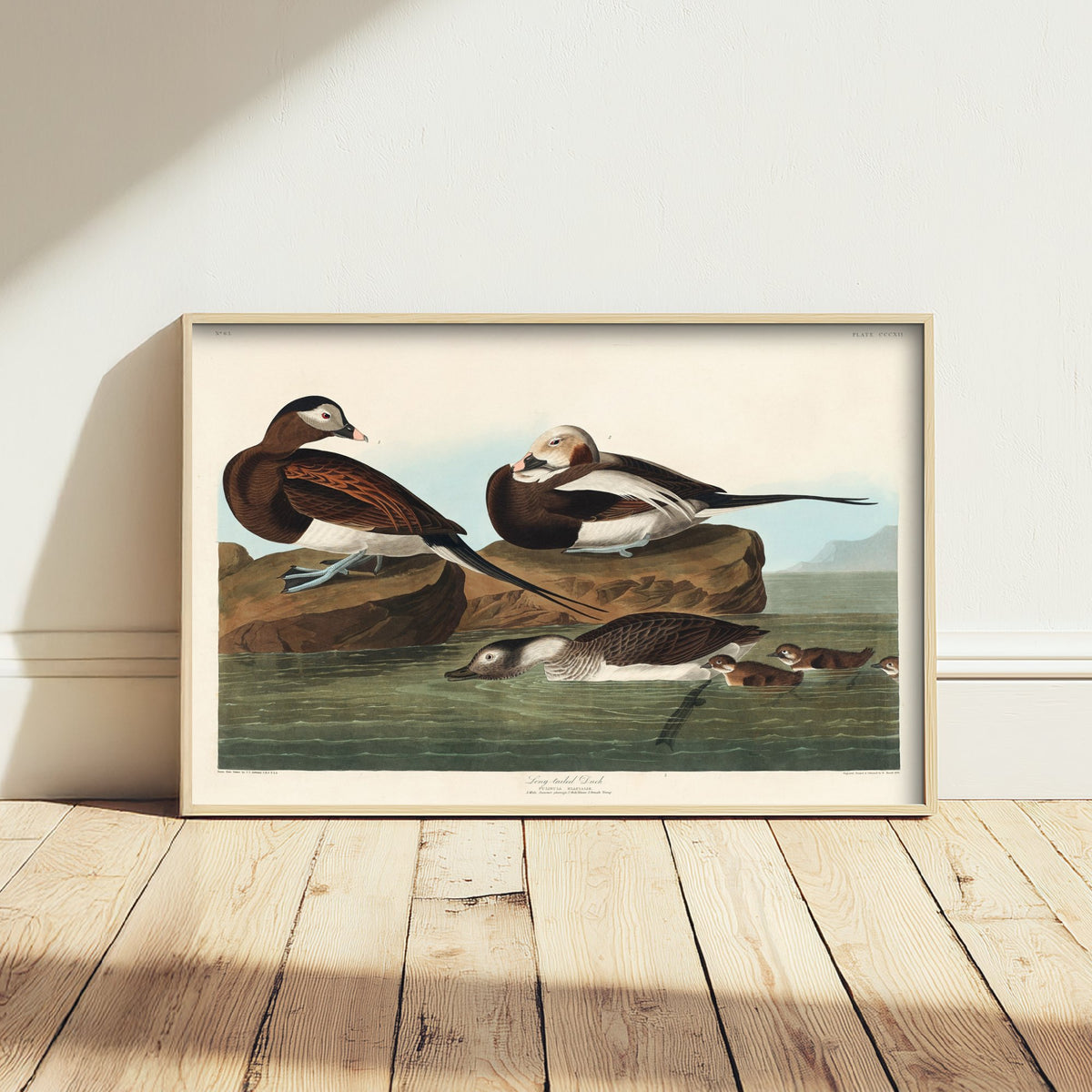 Long-tailed Duck Art Print - John James Audubon Birds of America - Vintage Ornithology Poster Illustration