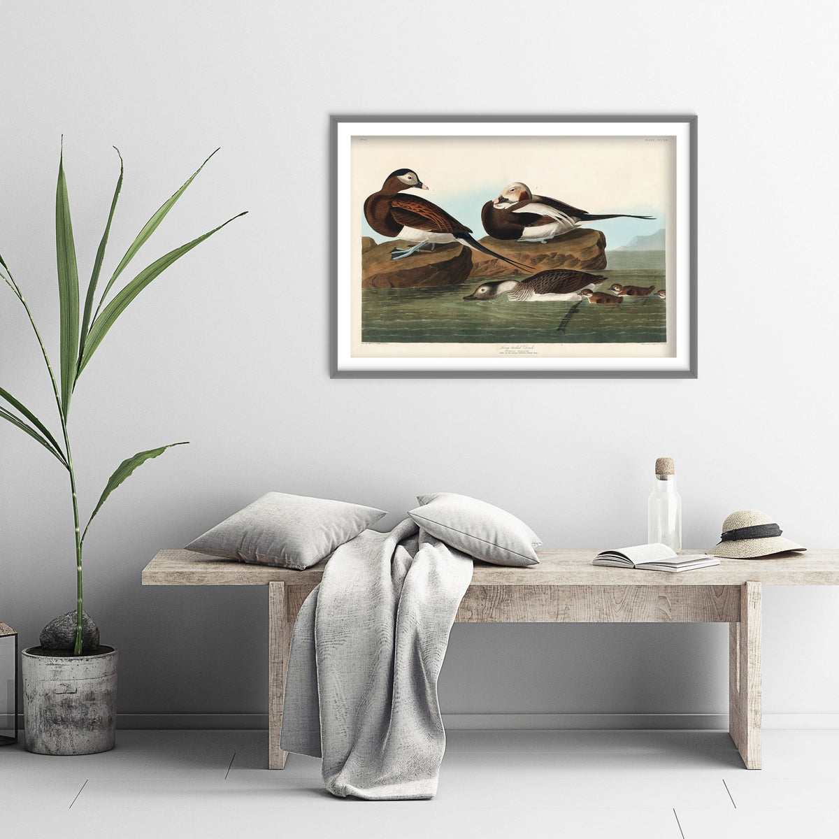 Long-tailed Duck Art Print - John James Audubon Birds of America - Vintage Ornithology Poster Illustration