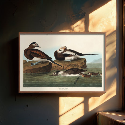 Long-tailed Duck Art Print - John James Audubon Birds of America - Vintage Ornithology Poster Illustration