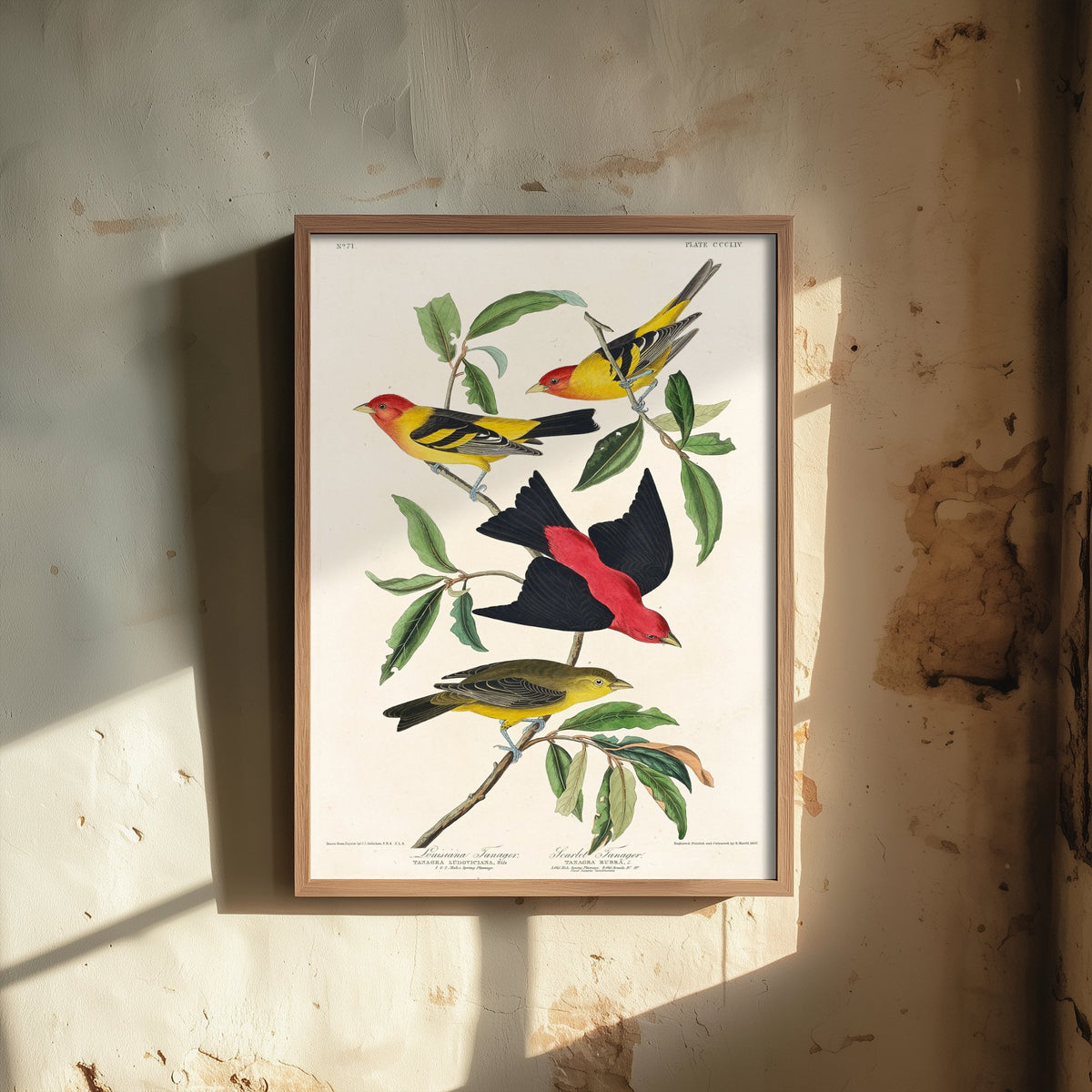 Western Tanager Art Print - John James Audubon Birds of America - Vintage Ornithology Poster Illustration